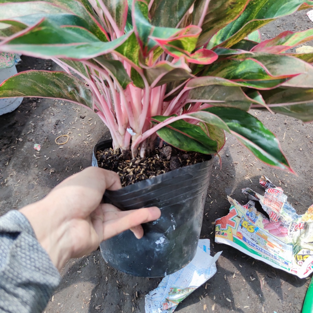 Cây phú quý phong thủy cao 30cm lá sum suê dễ chăm sóc cây trang trí nội thất ban công