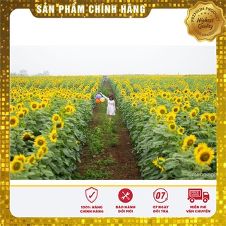 Hạt Giống Hoa Hướng Dương(30 hạt)