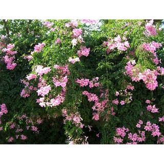 Cây Hồng Thiên Hương (Cây Leo)