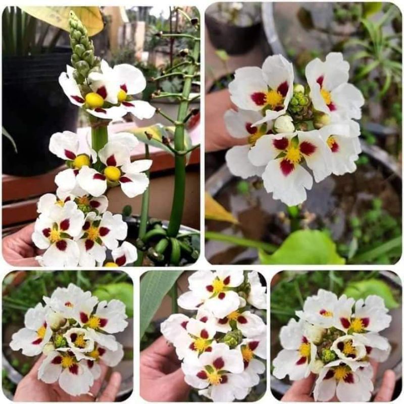 Bách Thủy Tiên đơn đốm gây thương nhớ từ cái nhìn đầu tiên