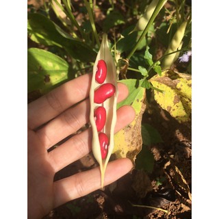 Đậu đỏ Đà Lạt 500gr