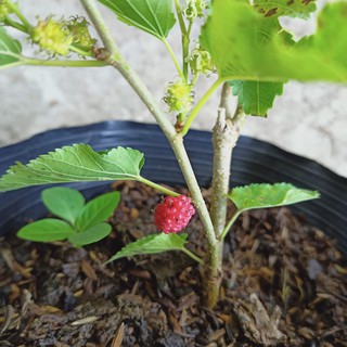 Cây dâu tằm, dâu ta, Morus alba bộ rễ ổn định, tán sum, khỏe mạnh, đang hoa, đang trái - ship toàn quốc