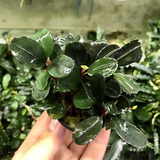Bucep Chậu Trang Trí Bể Thủy Sinh