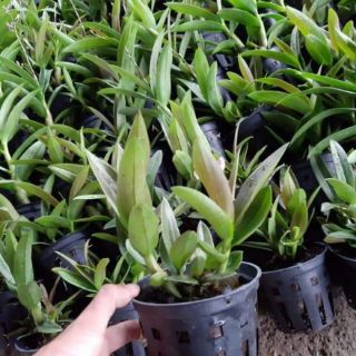 Hoa lan đenro yaya mini loại 1