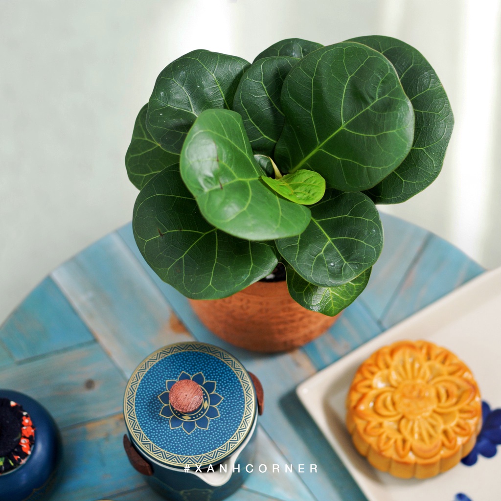 Cây Ficus Lyrata - Bàng Singapore size mini
