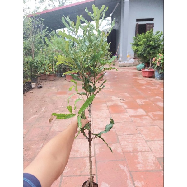 CÂY GIỐNG MẮC CA GHÉP CAO 80-1 MÉT