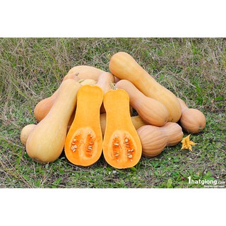 Hạt Giống Bí Đỏ Trái Dài Nga (50 Hạt) - [MUA 3 TẶNG 1 CÙNG LOẠI] - Năng Suất, Dinh Dưỡng Cao