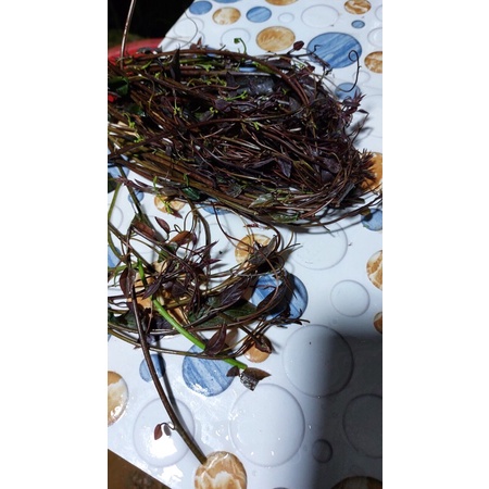 Cây bò khai ngọn tím/đỏ