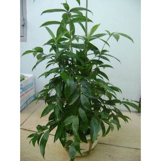 cây trúc nhật con