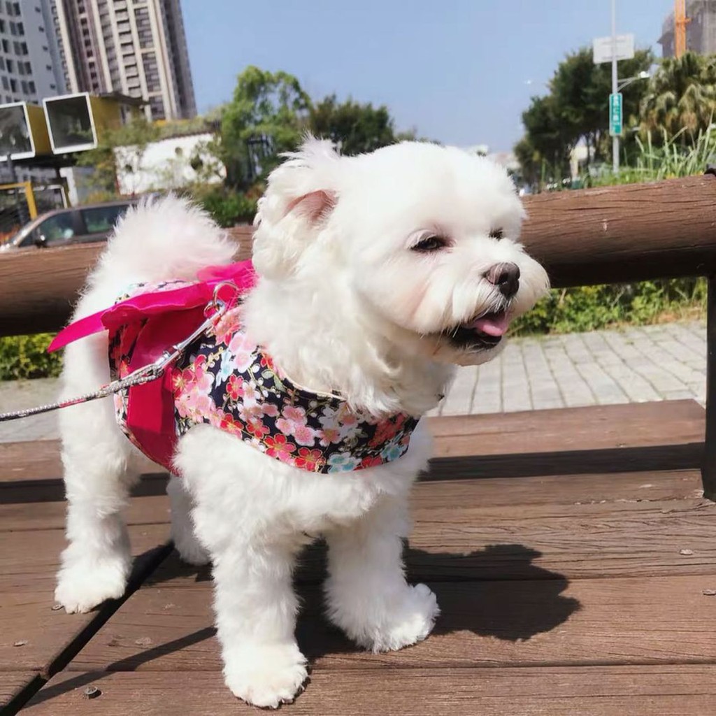 Áo Thắt Nơ To Cho Thú Cưng Kèm Dây Dắt