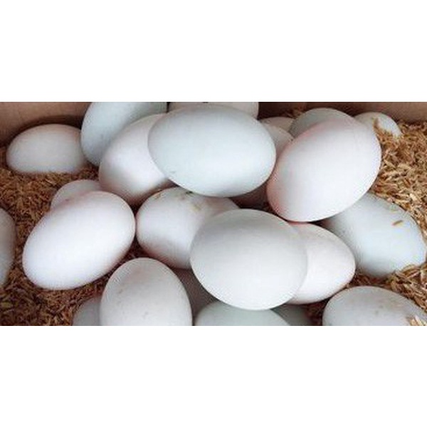 Trứng gà, vịt tươi set 10 trứng ( chỉ giao Sài Gòn qua Nowship) | WebRaoVat - webraovat.net.vn
