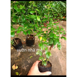 Cây bùm sụm, cùm rụm
