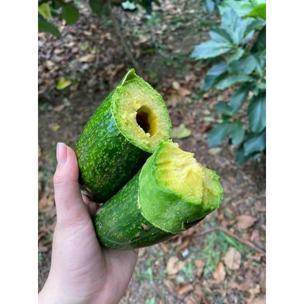 3KG BƠ 034 ( size 2-3 trái 1kg)