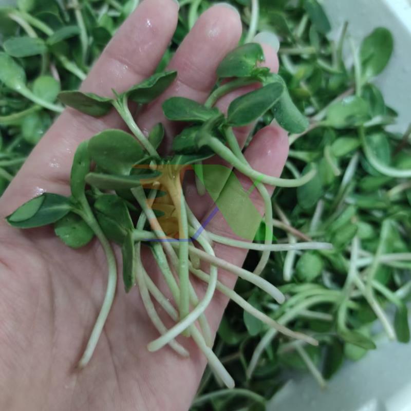 Combo Khay trồng Rau mầm Thủy canh 2 lớp CKM-4.2.200, Kèm Hạt giống, Bình xịt