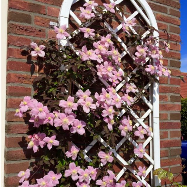 CỦ  HOA LEO ÔNG LÃO ĐÃ CÓ MẦM