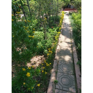 Củ huệ mưa vàng Citrina (size hoa)