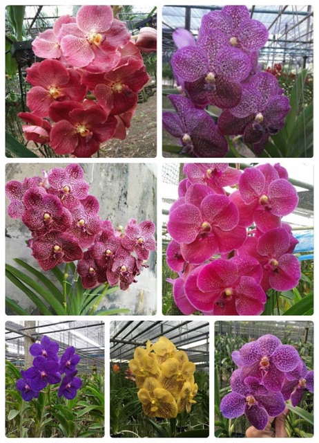 Vanda Cây Giống Nhiều Màu