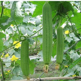 Hạt giống mướp hương Thái gói 10 hạt (TẶNG gói kích thích hỗ trợ hạt nảy mầm)