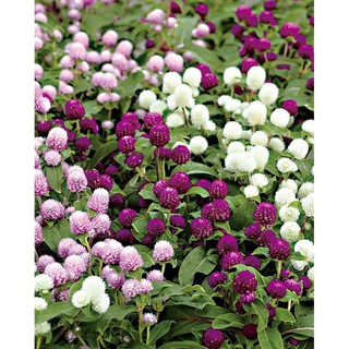 50 Hạt Giống Hoa Cúc Bách Nhật mix [CHẤT LƯỢNG]