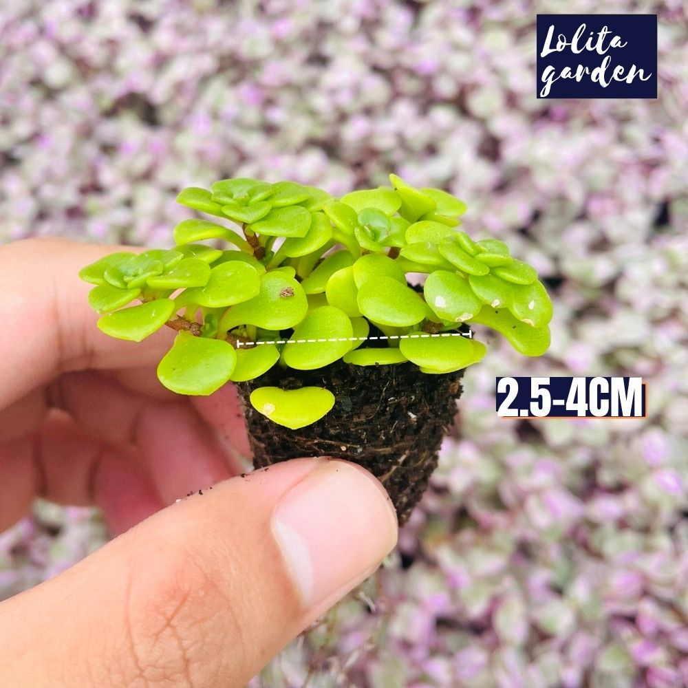 Sen đá sedum vảy cá Đà Lạt size mini cây cảnh trang trí nhà cửa Lolita garden