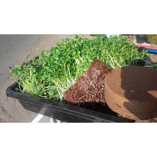 Hạt giống cải mầm đà lạt gói 100g