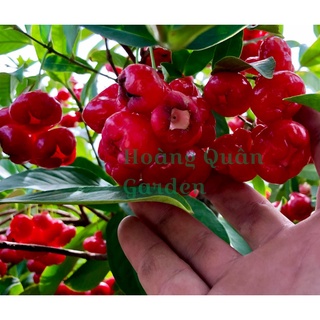Cây mận Hoàng Yến giống