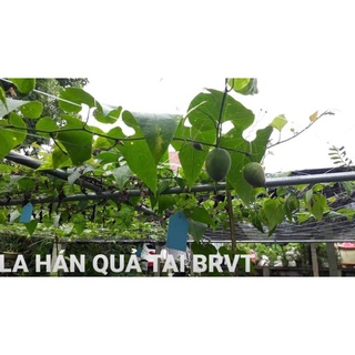 Cây giống La Hán Quả