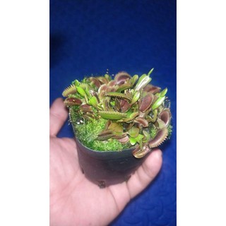 cây bẫy kẹp