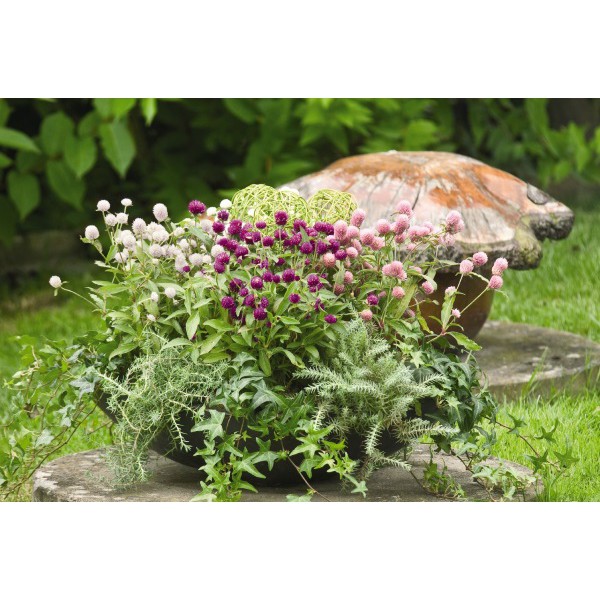 Hạt giống HOA CÚC Bách nhật nhiều màu - Gói 0,5 gram