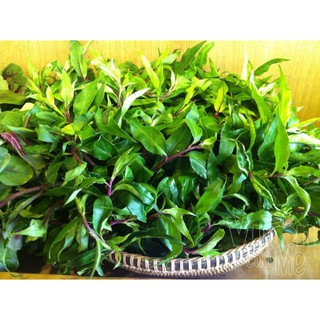 Bầu rau lủi ( giống rau rừng đặc sản Gia Lai)