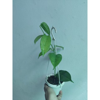 Lan cẩm cù đủ màu