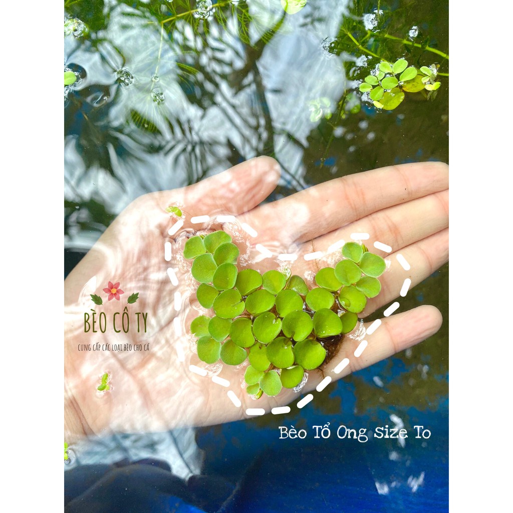 Bèo tổ ong thuỷ sinh size to