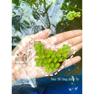 Bèo tổ ong thuỷ sinh size to