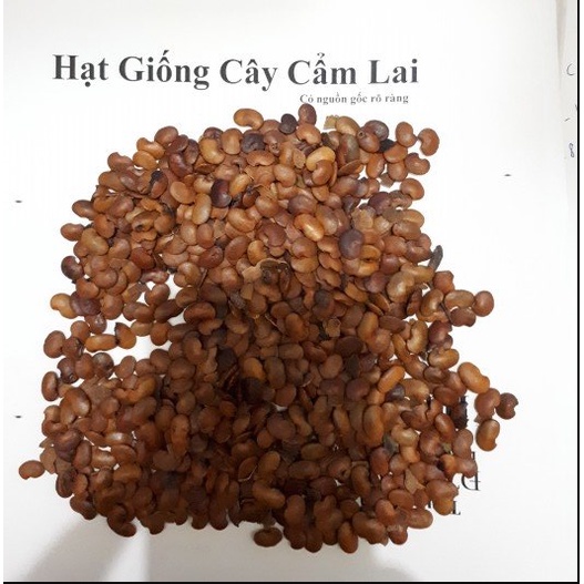Hạt Giống Cây Cẩm Lai Lấy gỗ (Cẩm Lai Rừng ) - Gói 10 hạt KNS274
