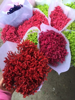 Hoa sao nhuộm màu