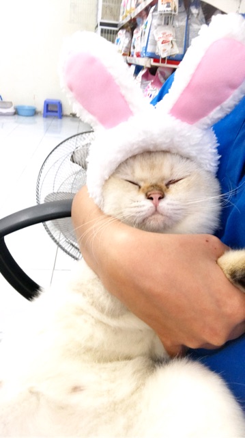 Thời Trang Chó Mèo mũ tai thỏ cosplay siêu đáng yêu