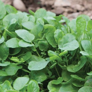 Hạt Giống Xà Lách Xoong Mỹ Loại 1 Gói 1gr