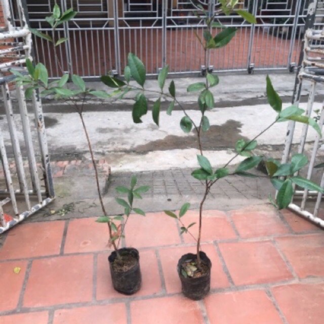 Combo 4 cây cherry chỉ 600k