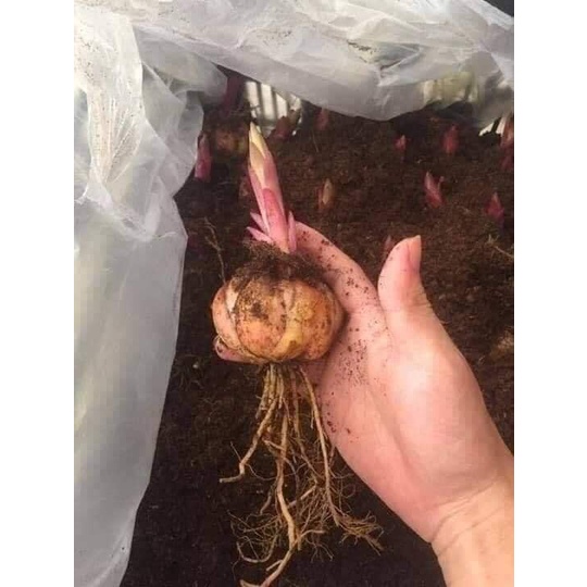 Củ ly cao thơm cho hoa Tết