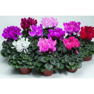 Hạt giống Hoa anh thảo mix