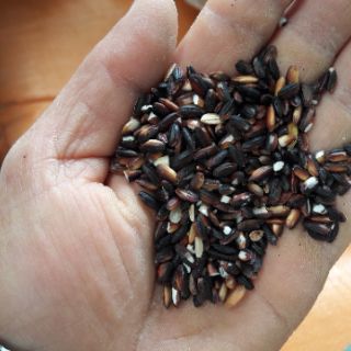 Gạo nếp cẩm Điện Biên