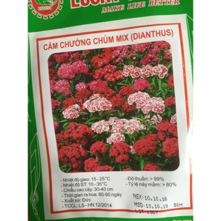 Hạt giống hoa cẩm chướng chùm mix 50 hạt