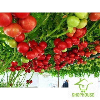 shophouse Gói 30 hạt giống cà chua leo giàn  SHOP HOUSE  TẾT KHUYẾN MẠI