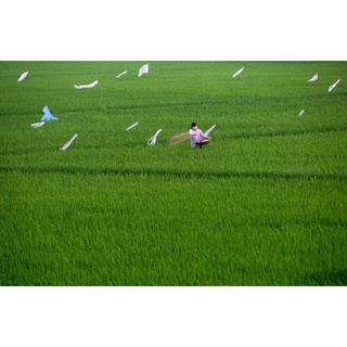 Đất phù sa, màu mỡ phì nhiêu Sông Hồng