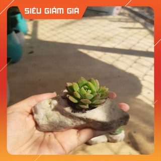 Sen đá chậu đẹp ( hòn non bộ)