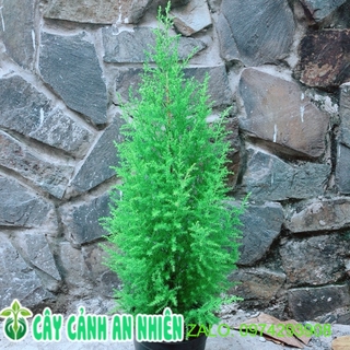 Tùng thơm cao 60cm ngang 20cm