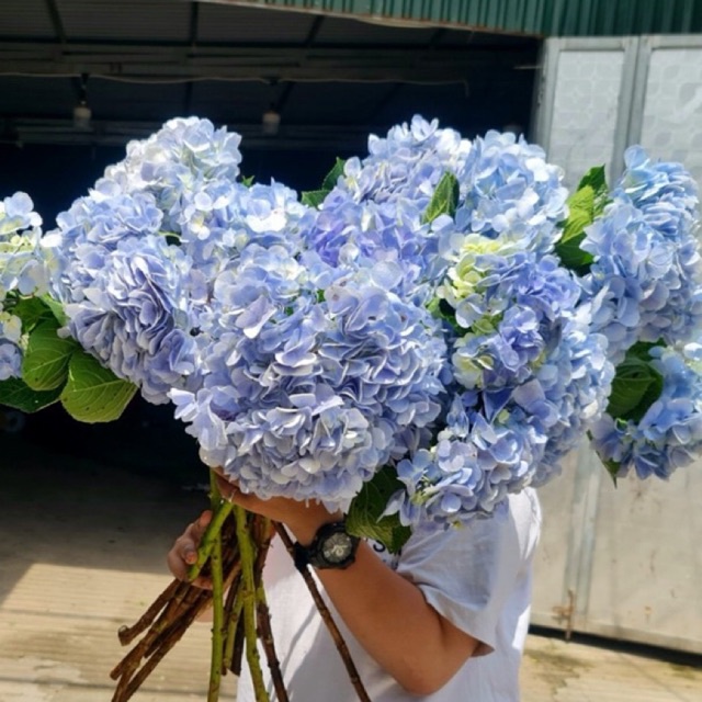 Cẩm tú cầu các màu (1 bông)| Ship hỏa tốc| Hoa tươi Gi.farm