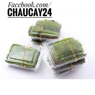 Rêu đuôi sóc khô (Tưới nước là xanh tươi lại) đóng hộp chuyên dụng làm lớp phủ trang trí chậu cảnh, terrarium, bonsai