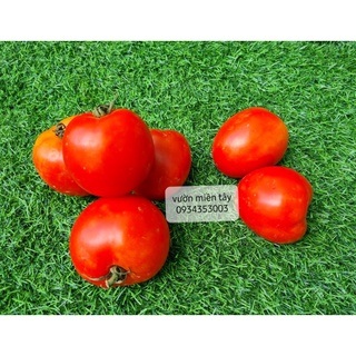 Cà Chua Đà Lạt - 500g, 1kg