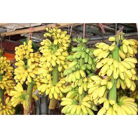 Cây giống chuối tiến vua cấy mô siêu sớm